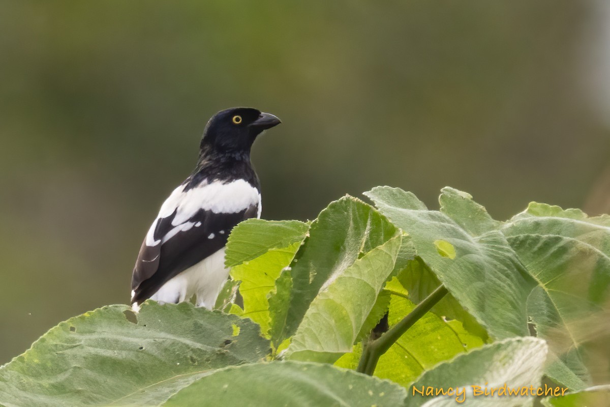 Magpie Tanager - ML617502270
