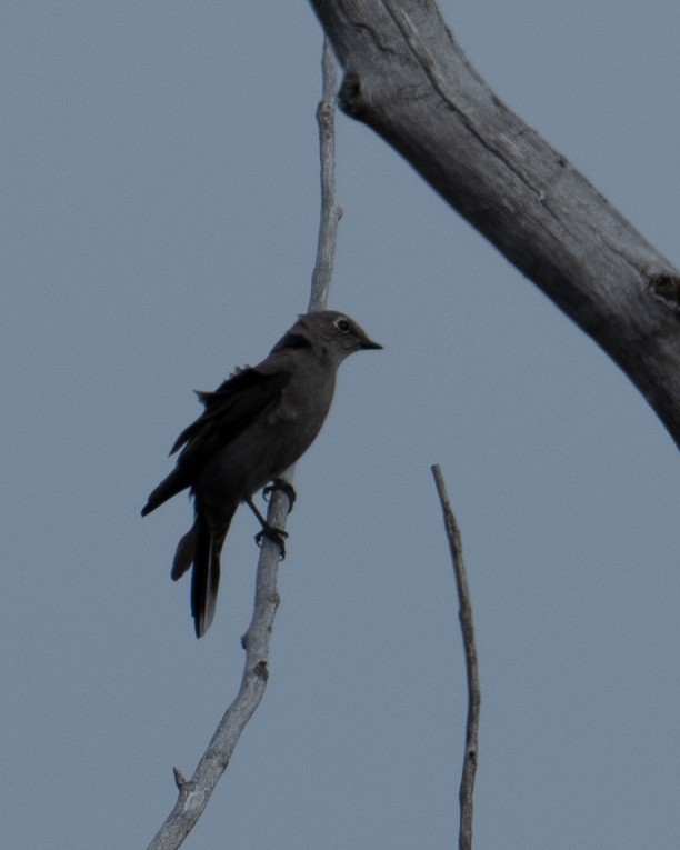 Townsend's Solitaire - ML617502279