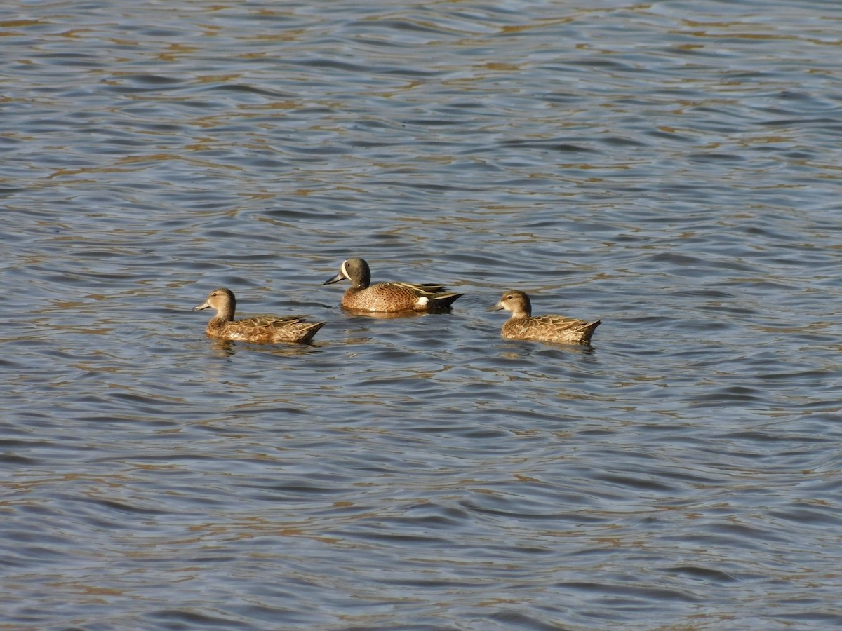 Blue-winged Teal - ML617502293