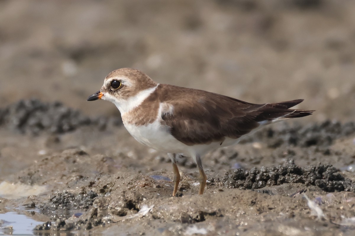 Semipalmated Plover - ML617502312