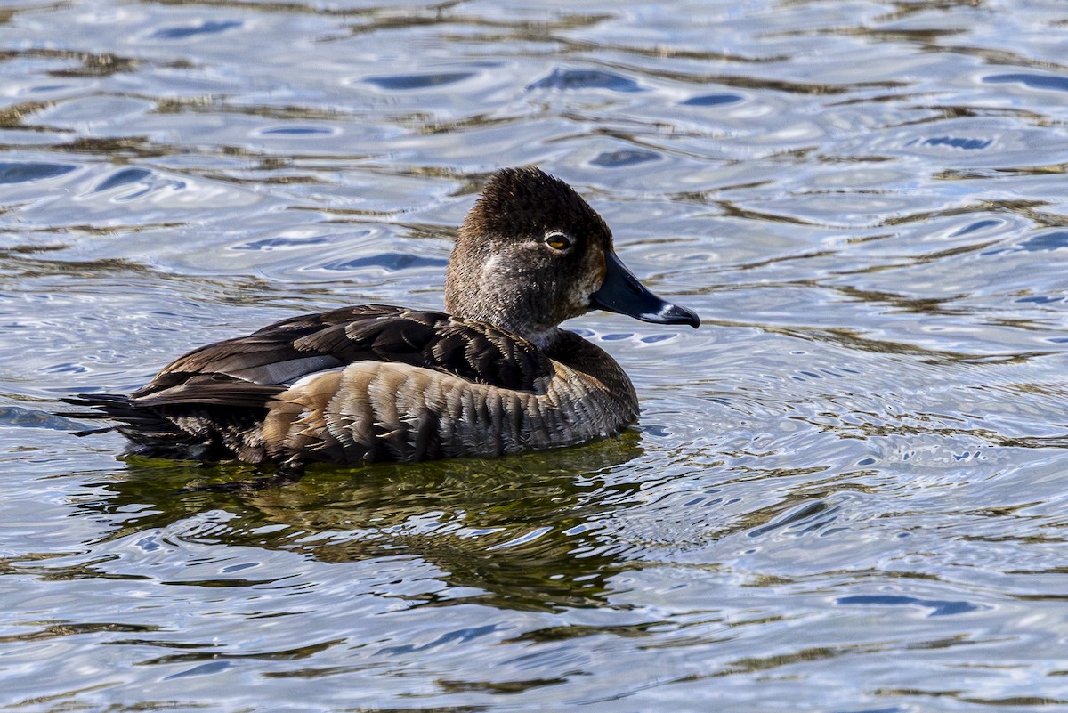 Ring-necked Duck - ML617502335