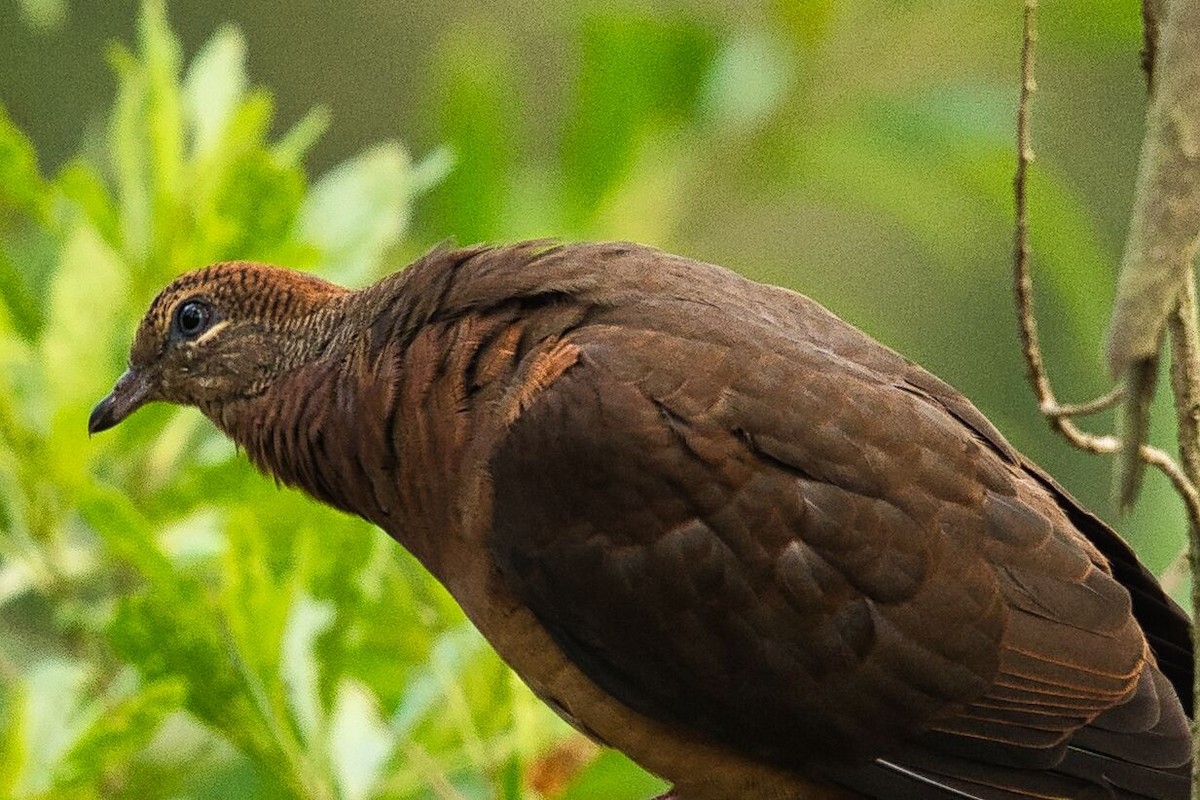 Brown Cuckoo-Dove - ML617502405