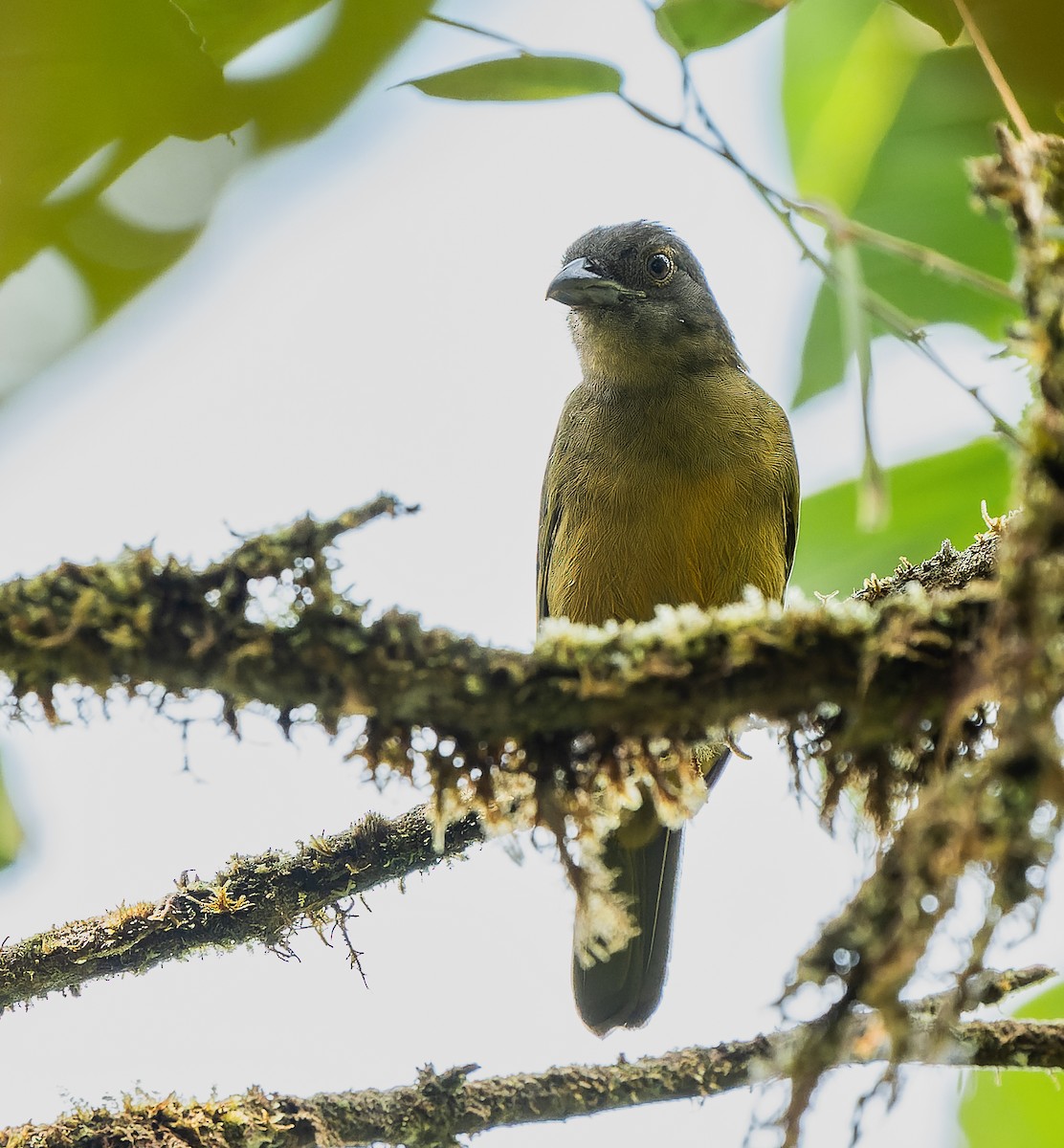 Ochre-breasted Tanager - ML617502406