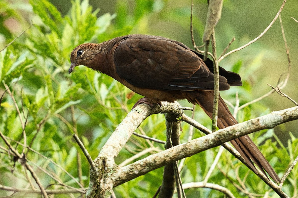 Brown Cuckoo-Dove - ML617502410