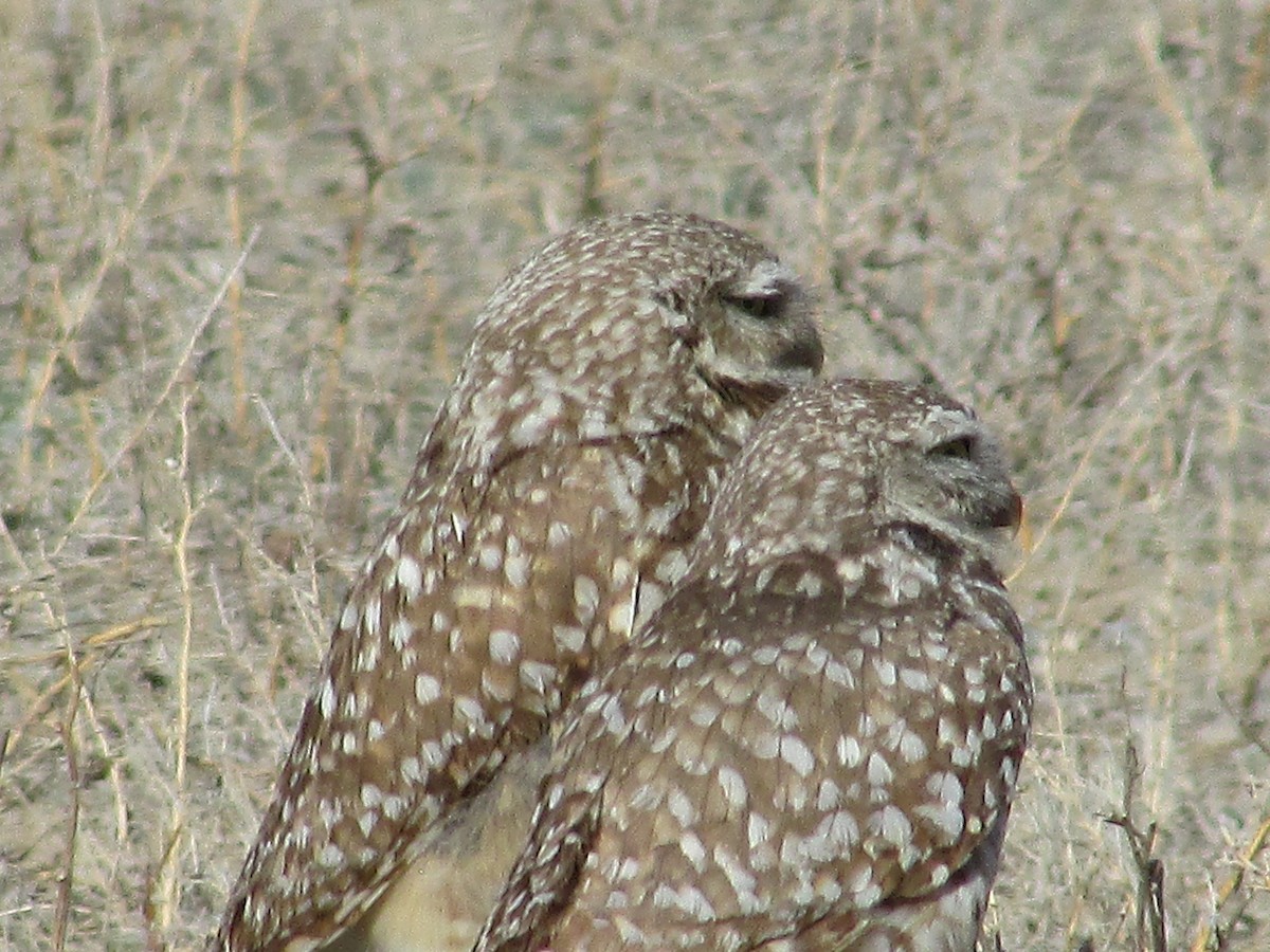 Burrowing Owl - ML617502477