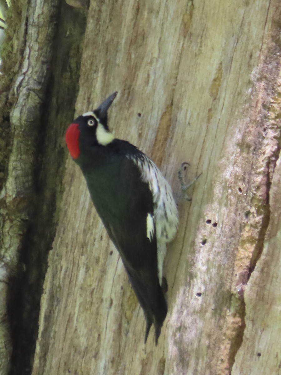 Acorn Woodpecker - Eric Wier