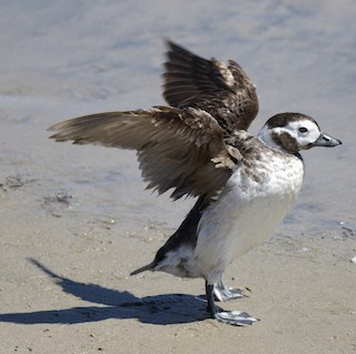 Long-tailed Duck