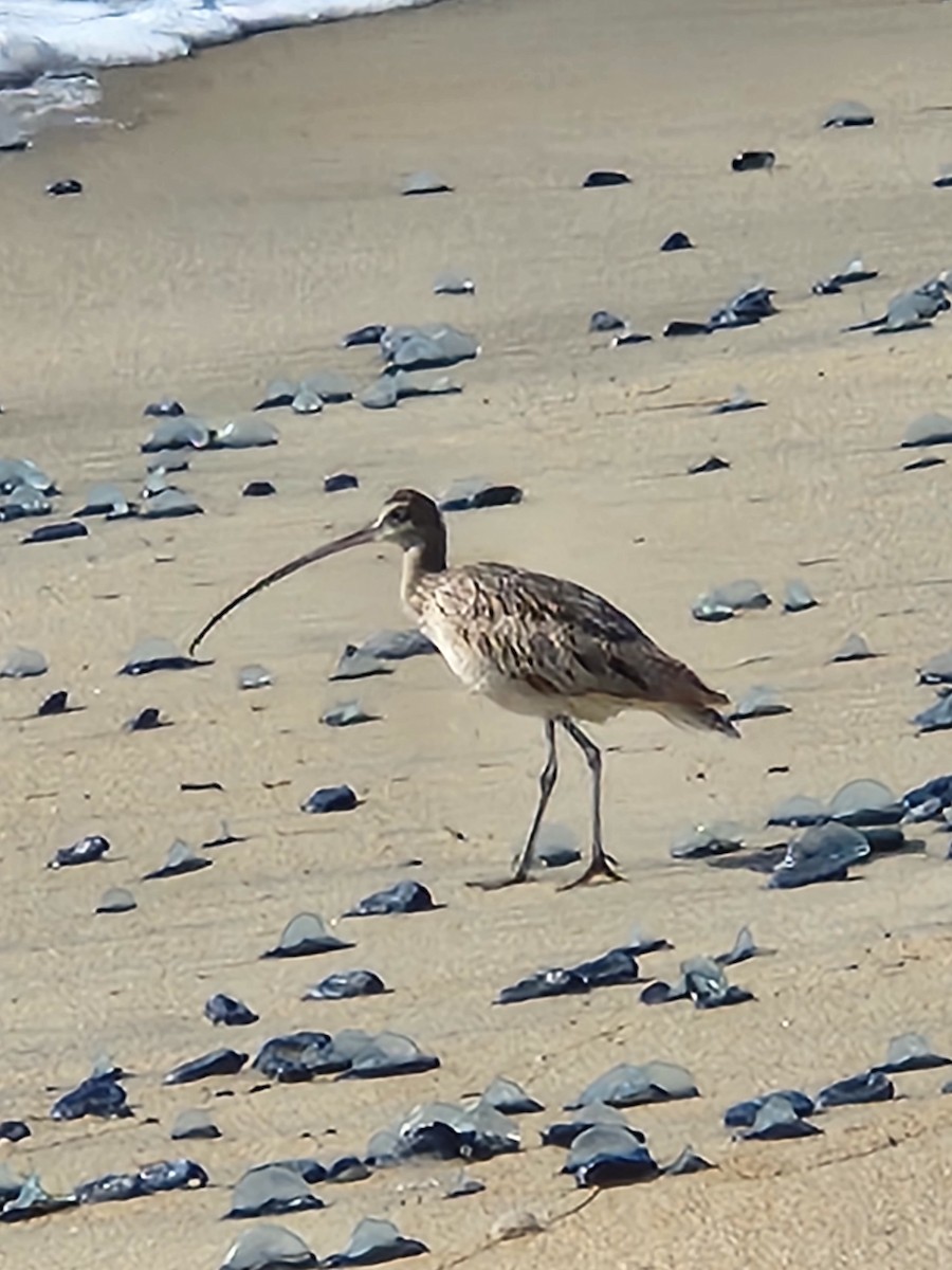 Long-billed Curlew - ML617502573