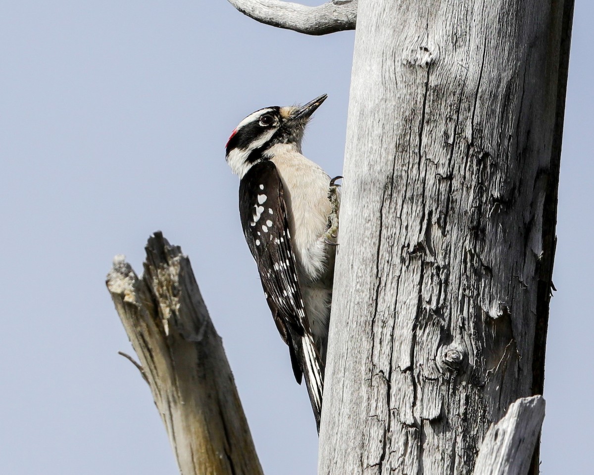 Downy Woodpecker - ML617502627