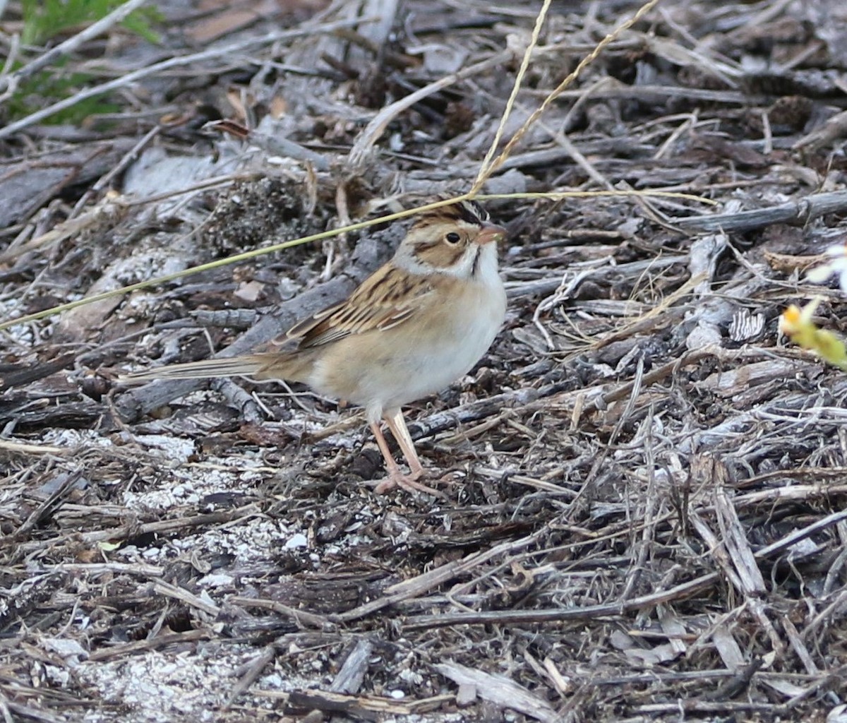 Clay-colored Sparrow - ML617502651