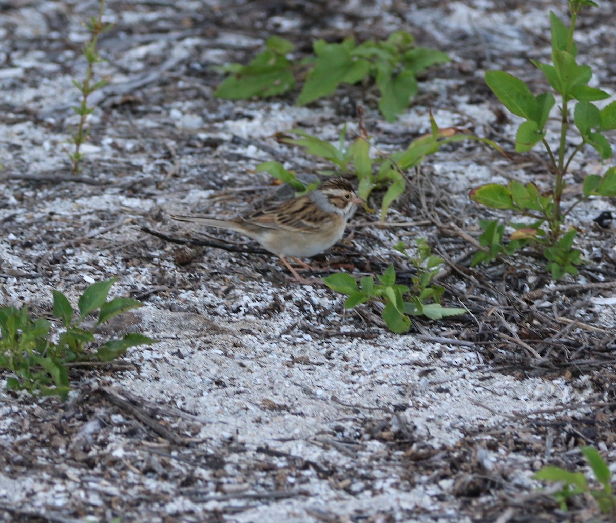 Clay-colored Sparrow - ML617502654