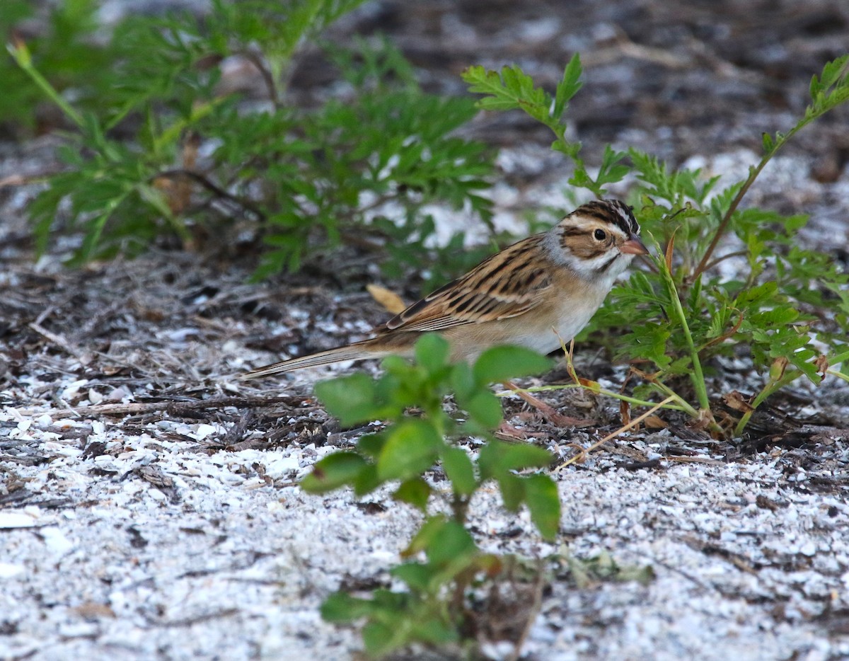 Clay-colored Sparrow - ML617502656