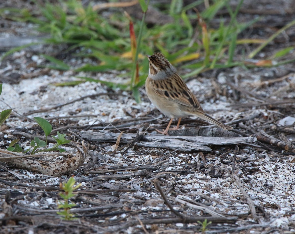 Clay-colored Sparrow - ML617502657