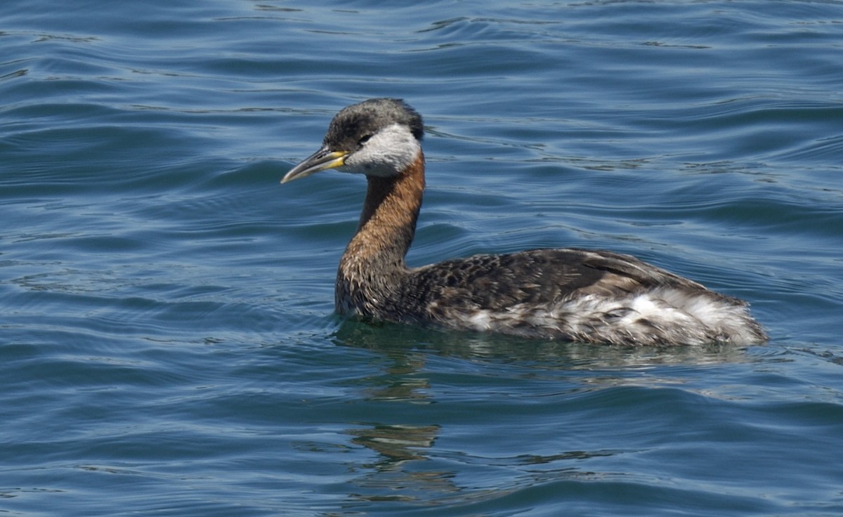 Red-necked Grebe - ML617502661