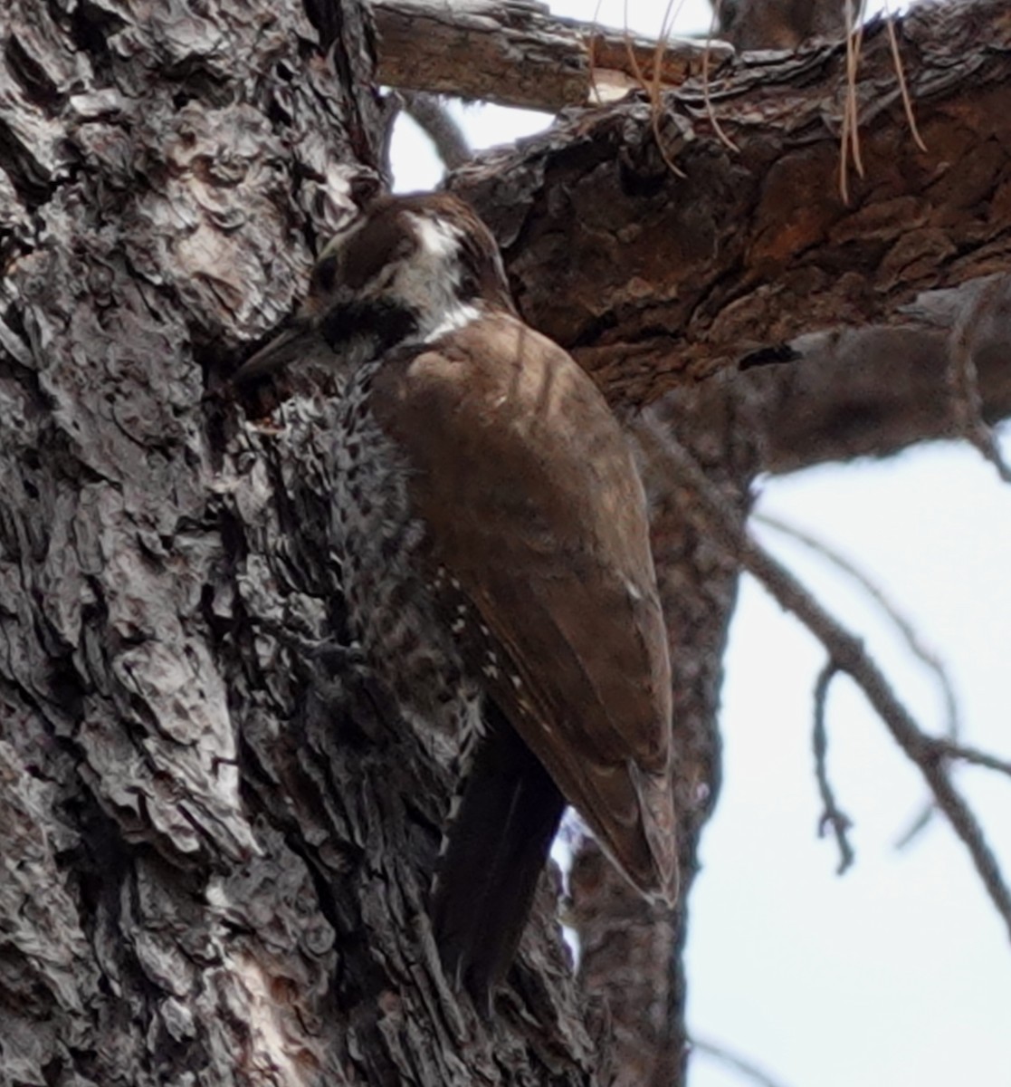 Arizona Woodpecker - David Berryman