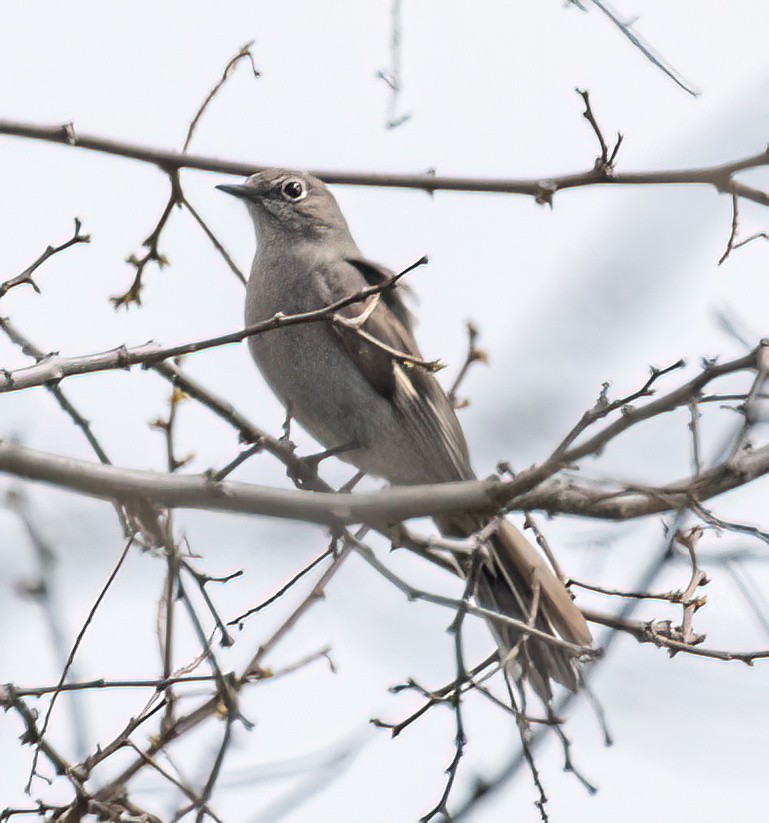 Townsend's Solitaire - Jeff Todoroff