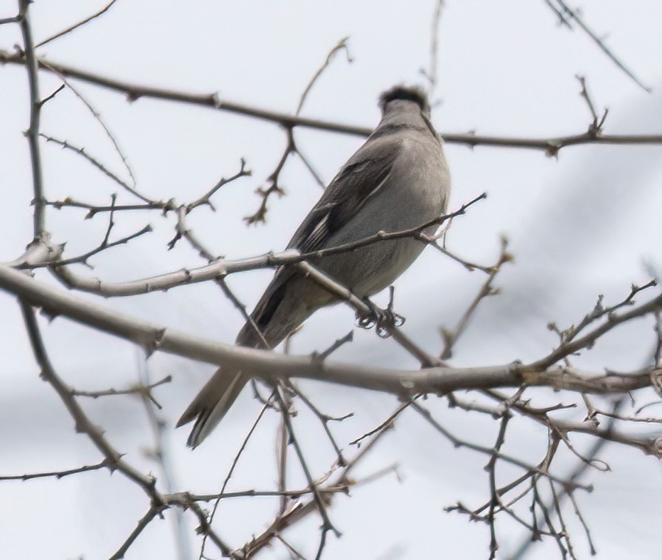 Townsend's Solitaire - ML617502728