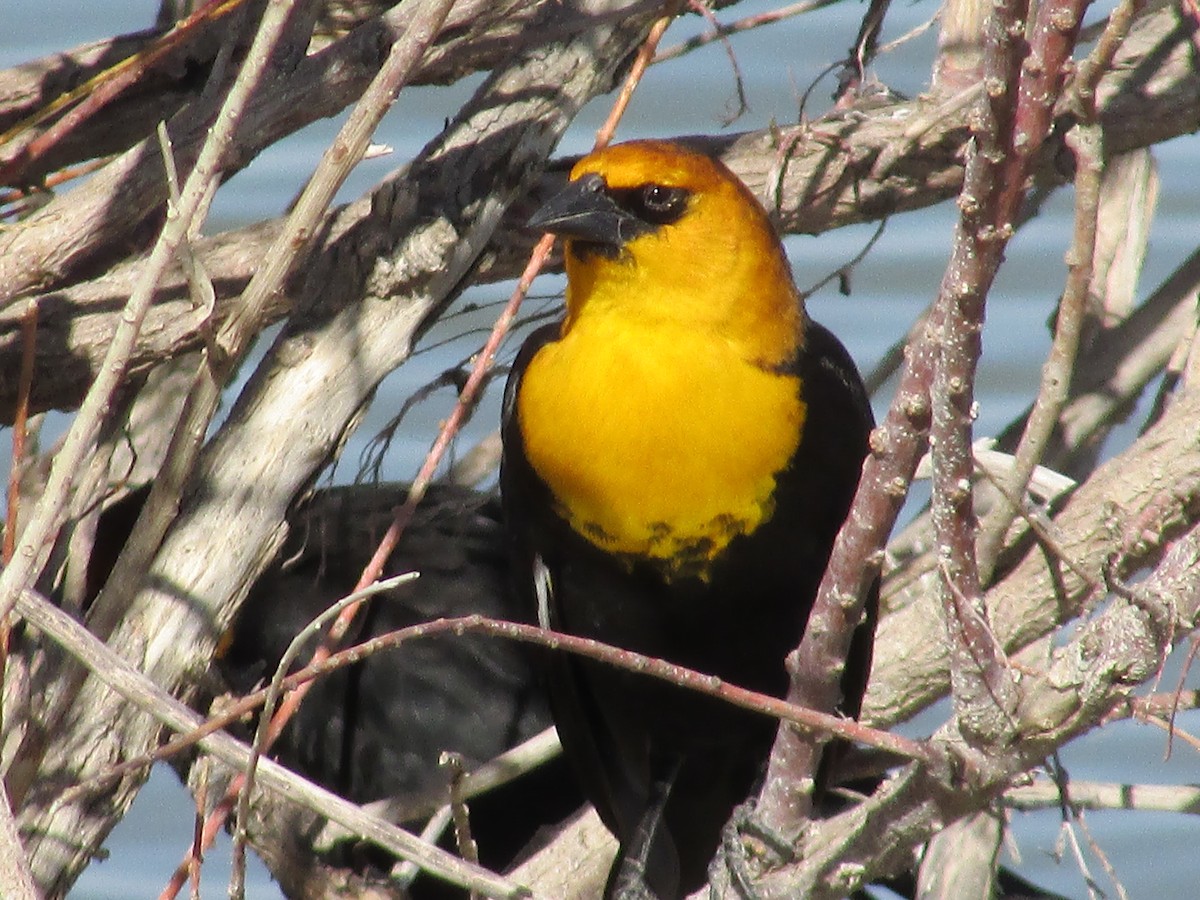Yellow-headed Blackbird - ML617502773