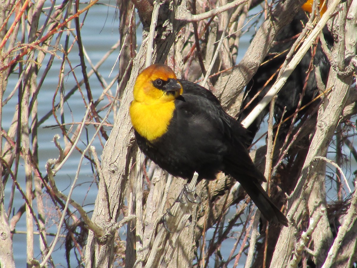Yellow-headed Blackbird - ML617502775
