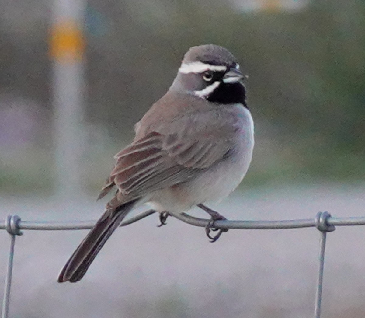 Black-throated Sparrow - ML617502806