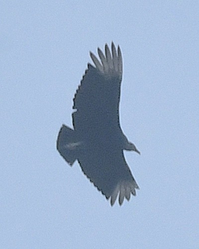 Black Vulture - ML617502836
