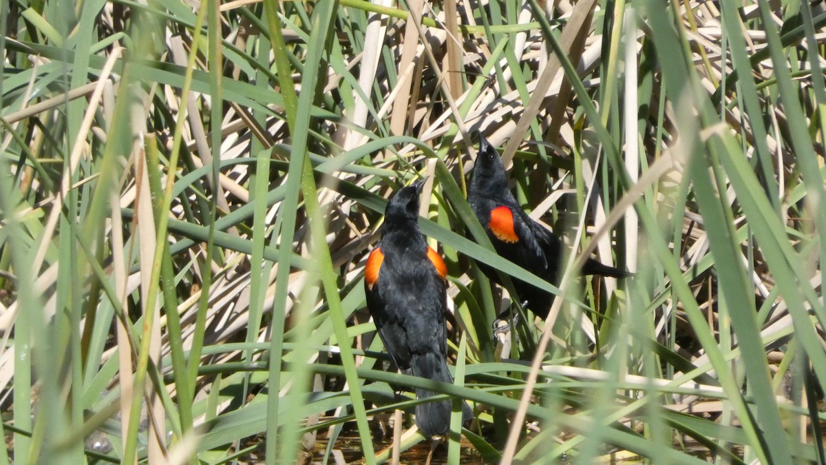 Red-winged Blackbird - ML617502843