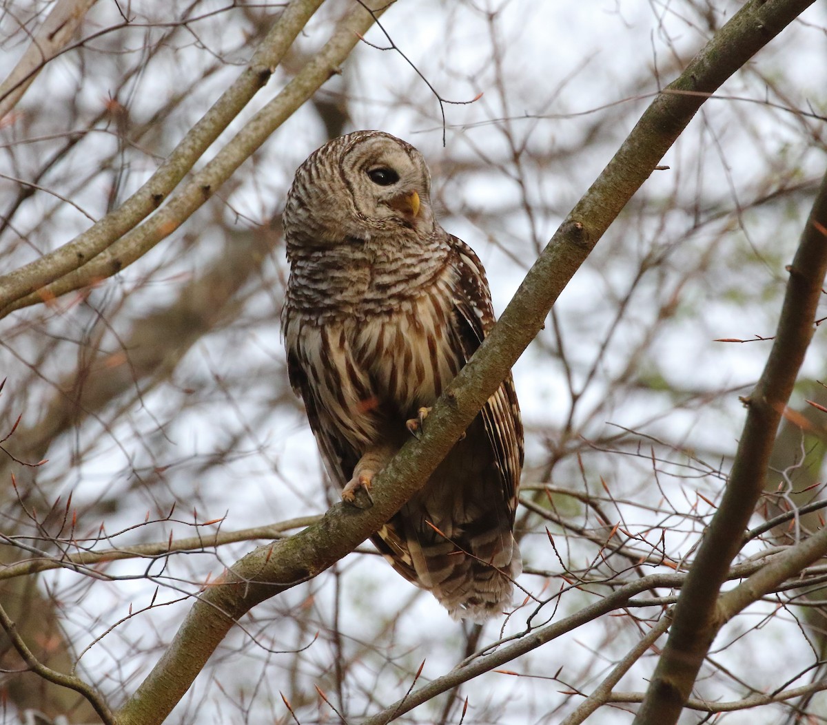 eBird Checklist - 16 Apr 2024 - Blendon Woods-Lake Trail - 1 species