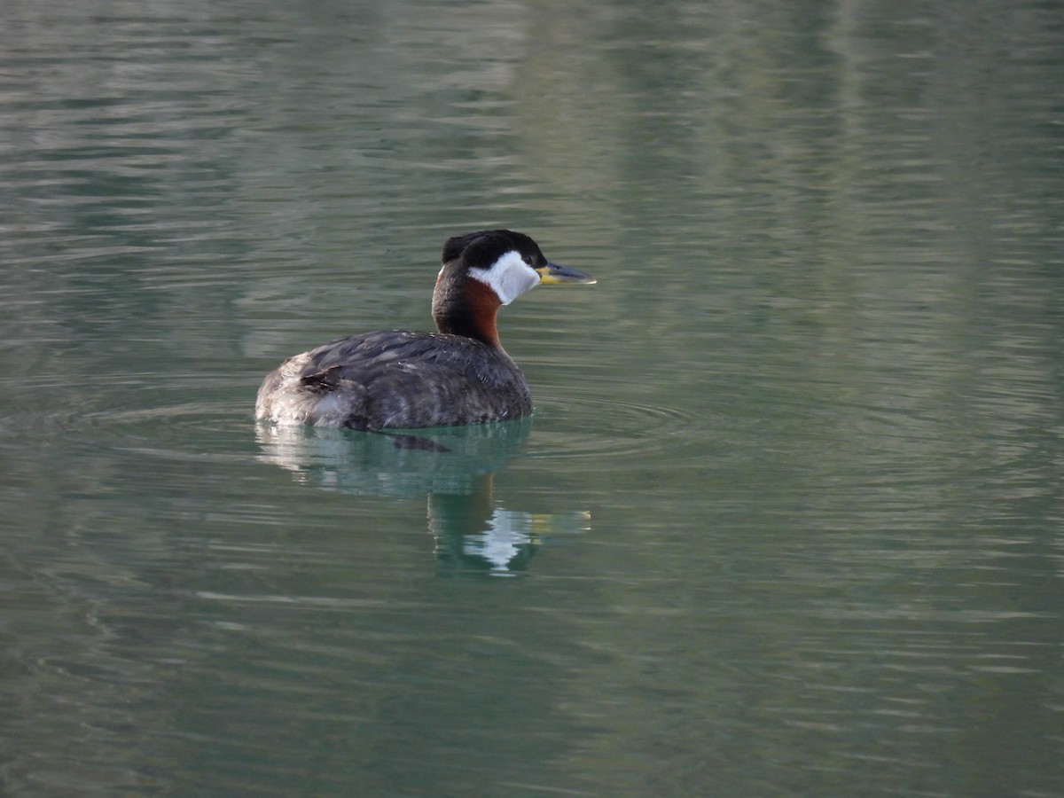 Red-necked Grebe - ML617502886