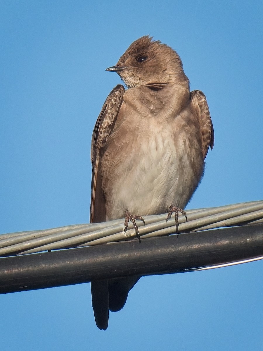 Northern Rough-winged Swallow - ML617502890