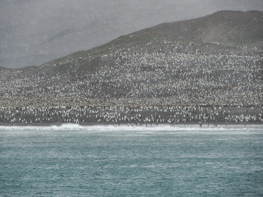 tučňák patagonský - ML617503097