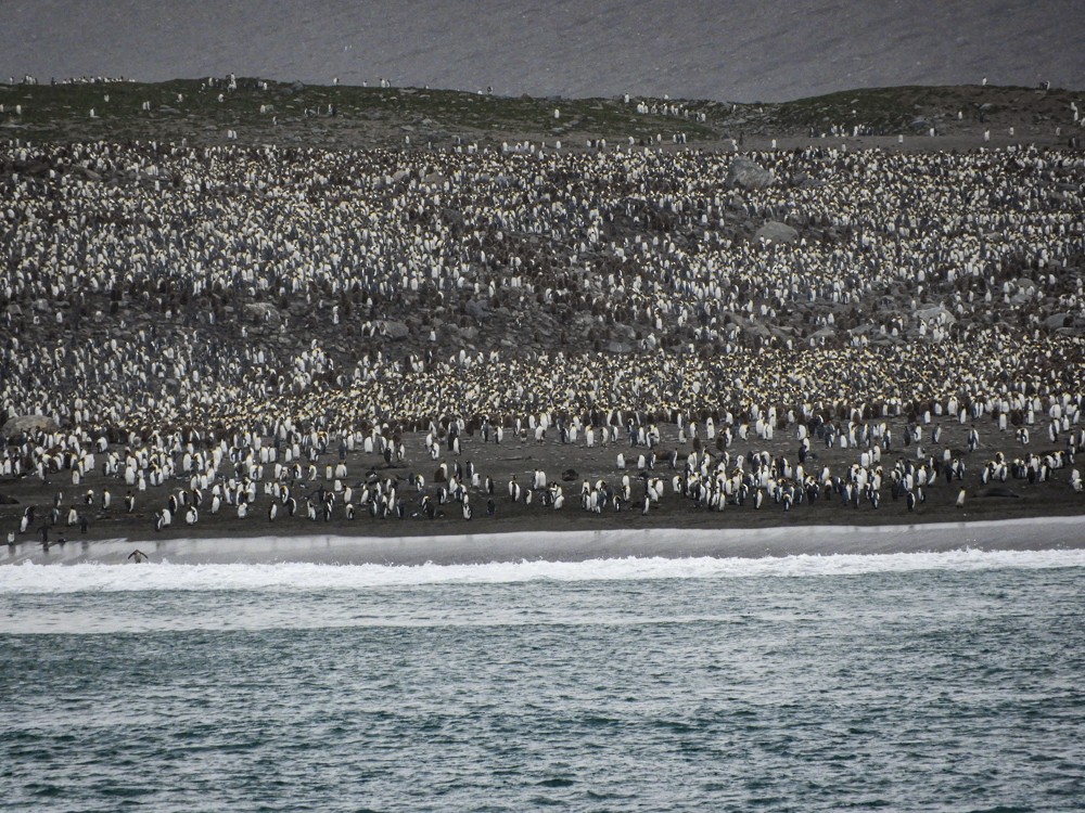 tučňák patagonský - ML617503131