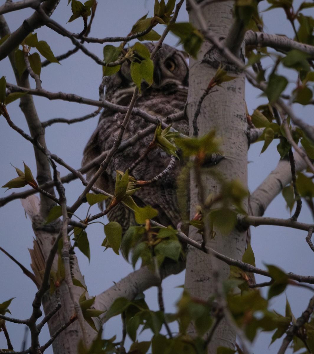 Great Horned Owl - ML617503190
