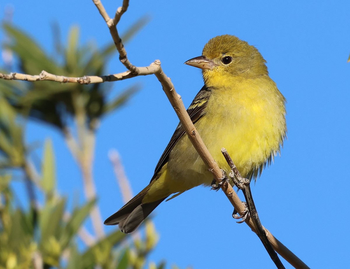 Western Tanager - ML617503299
