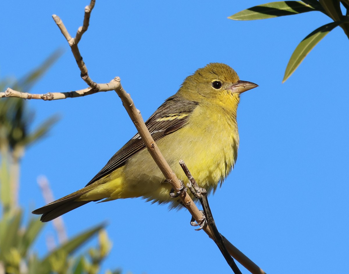 Western Tanager - ML617503301