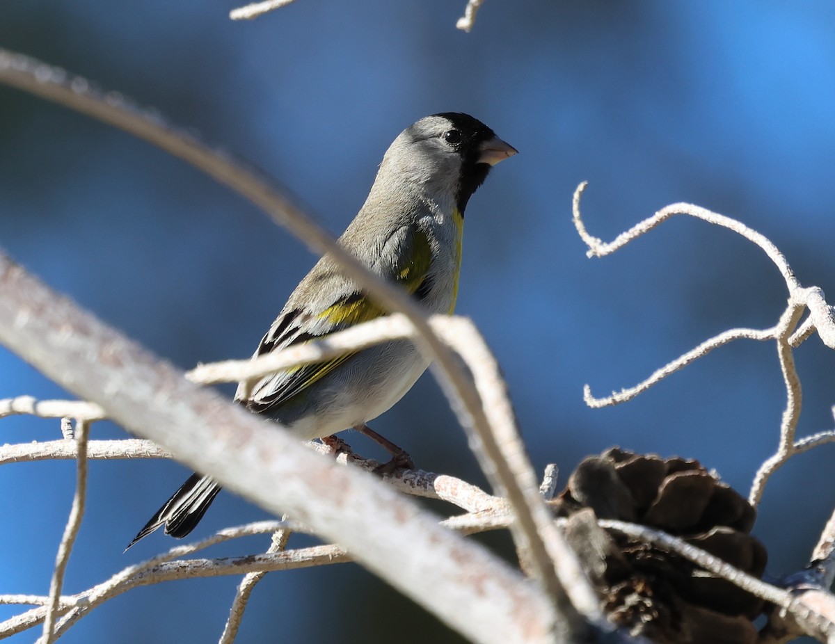 Lawrence's Goldfinch - ML617503314