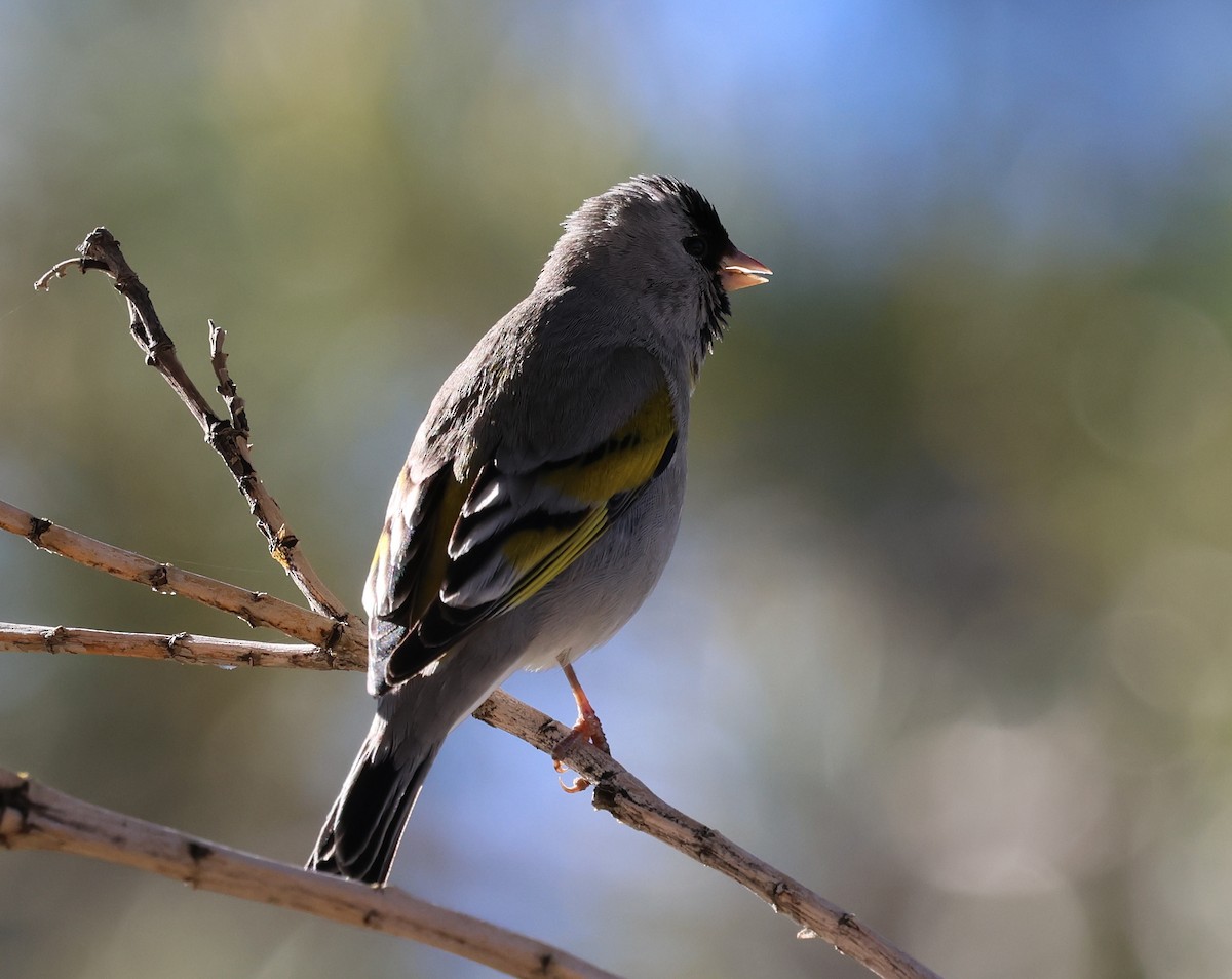 Lawrence's Goldfinch - ML617503315