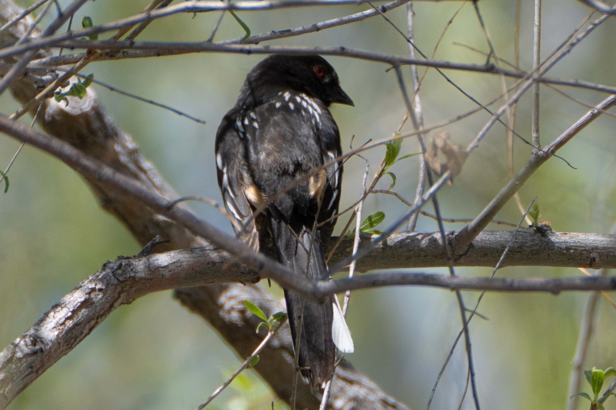Spotted Towhee - ML617503404