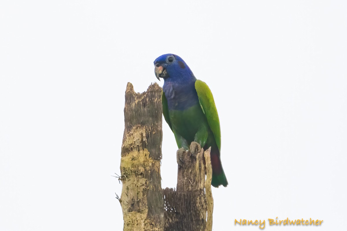 Blue-headed Parrot (Blue-headed) - ML617503451