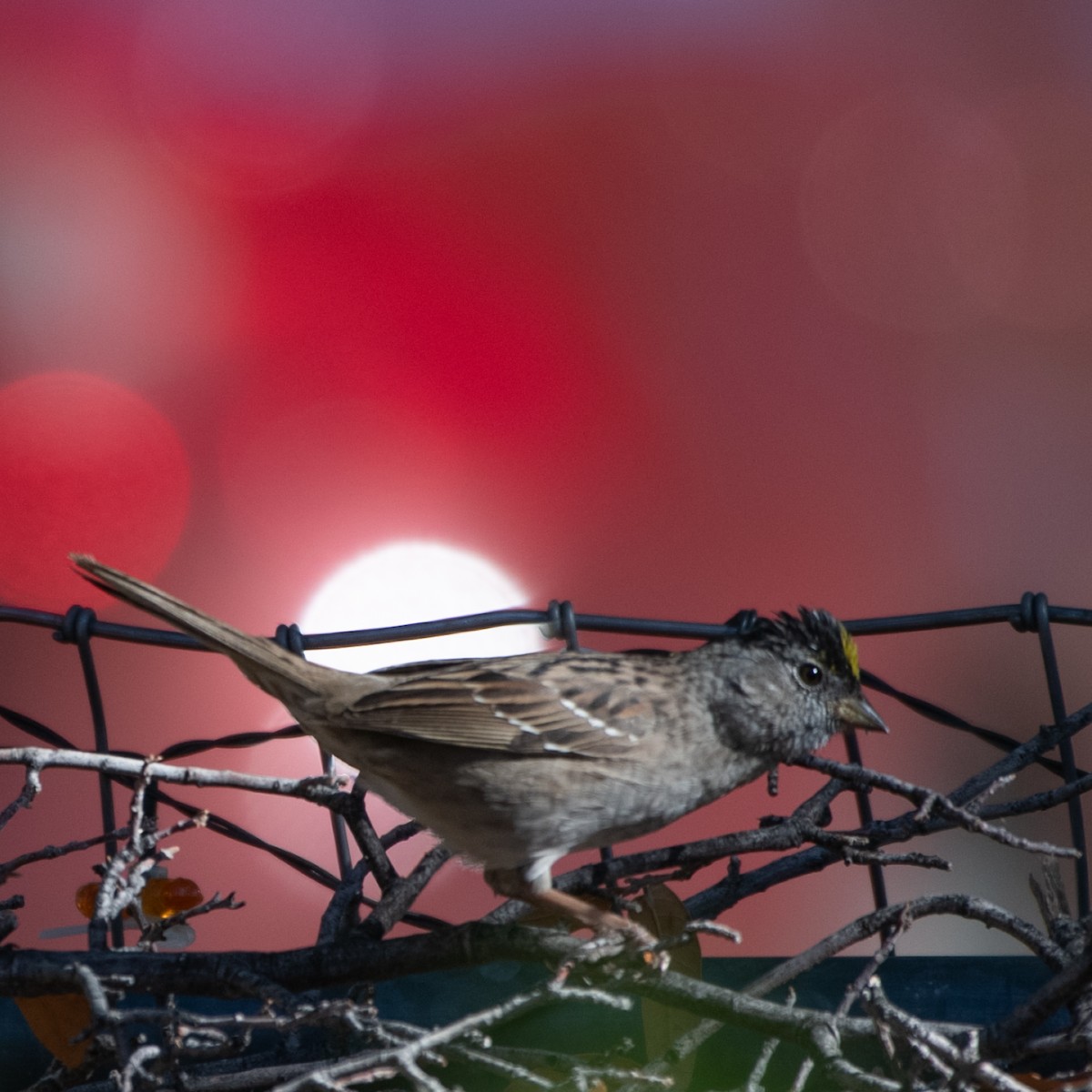 Golden-crowned Sparrow - ML617503478