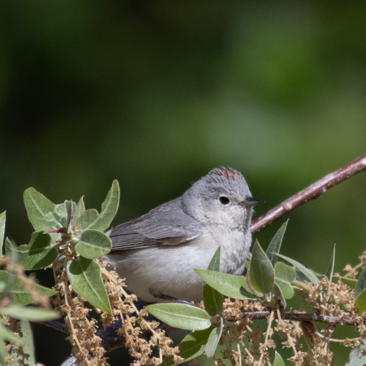 Lucy's Warbler - ML617503510