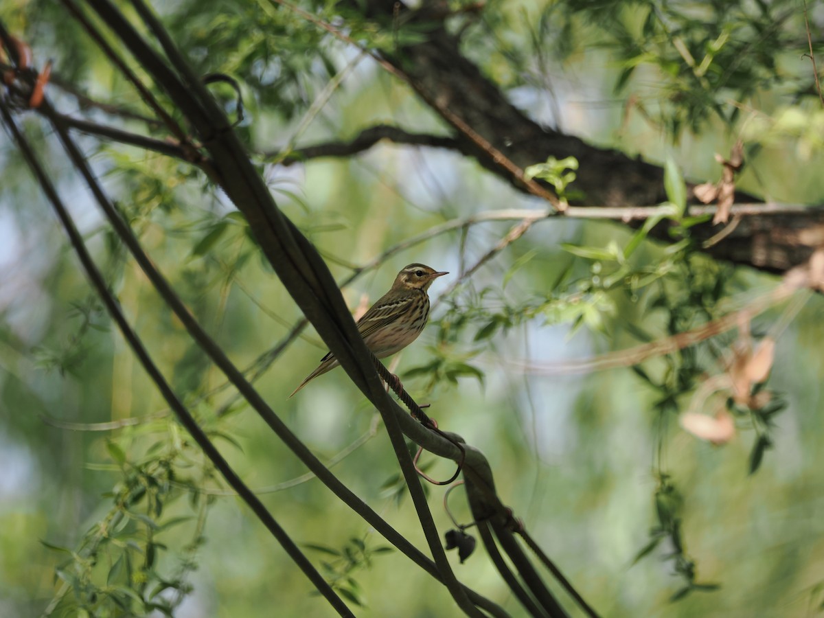 Olive-backed Pipit - ML617503566