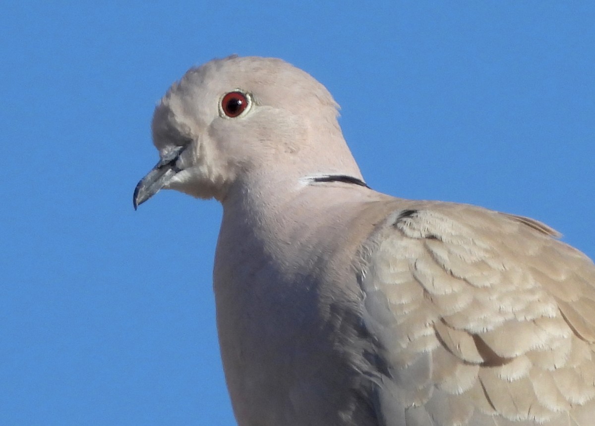 Eurasian Collared-Dove - ML617503603