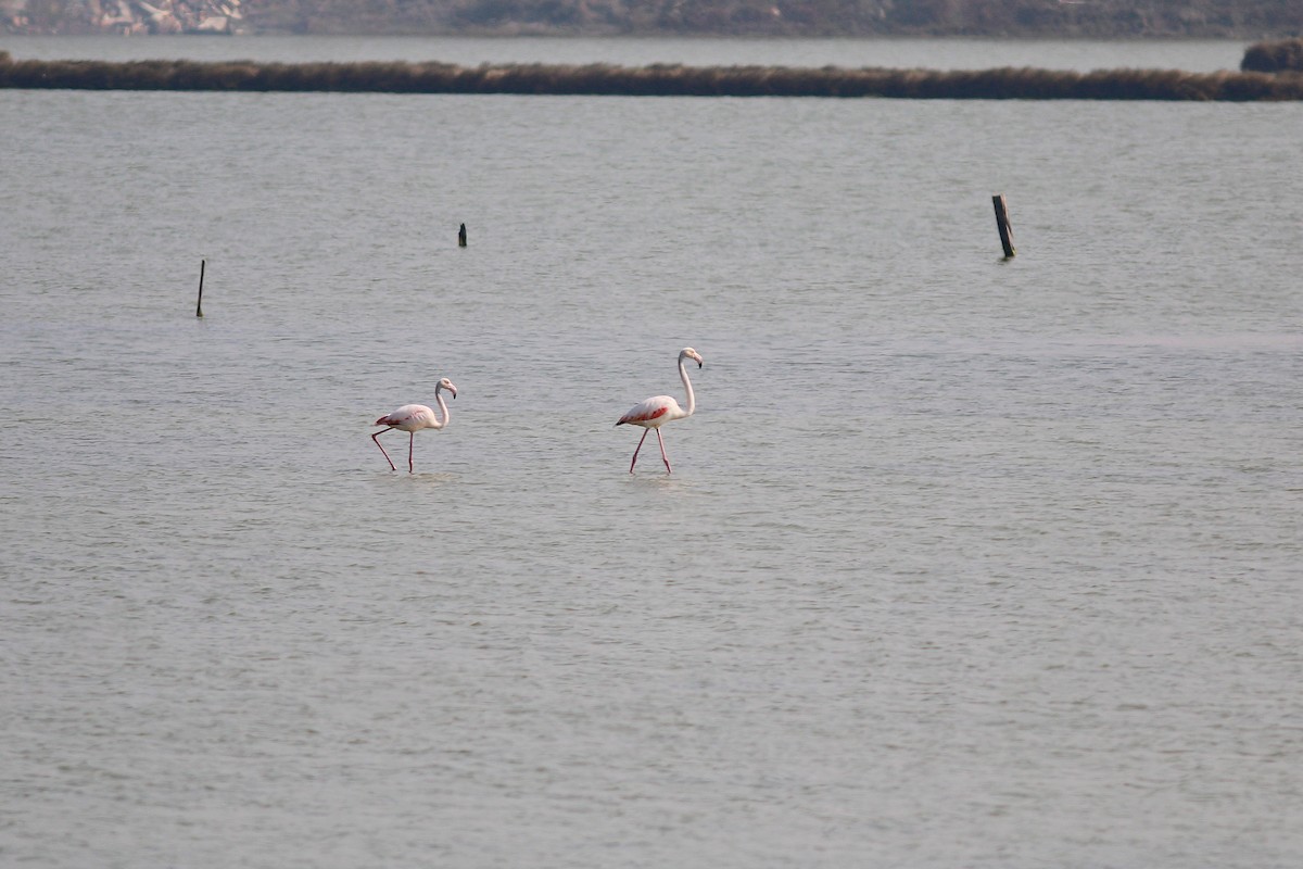 Greater Flamingo - ML617503613