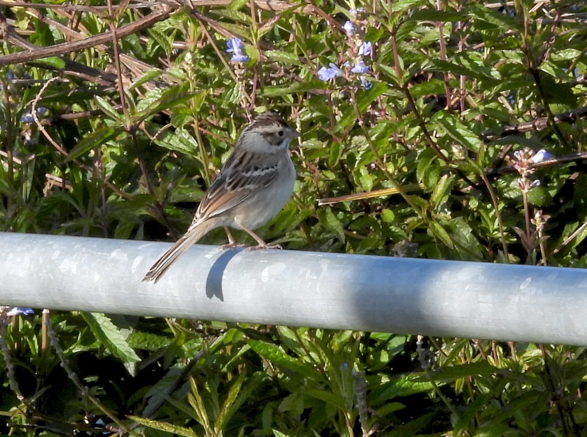 Clay-colored Sparrow - Rudyard Wallen