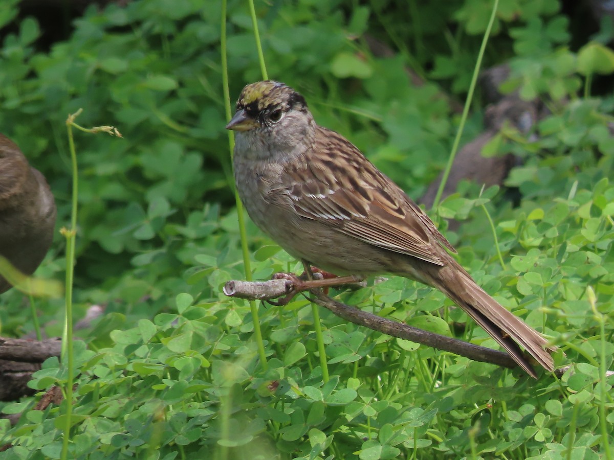 Golden-crowned Sparrow - ML617503803