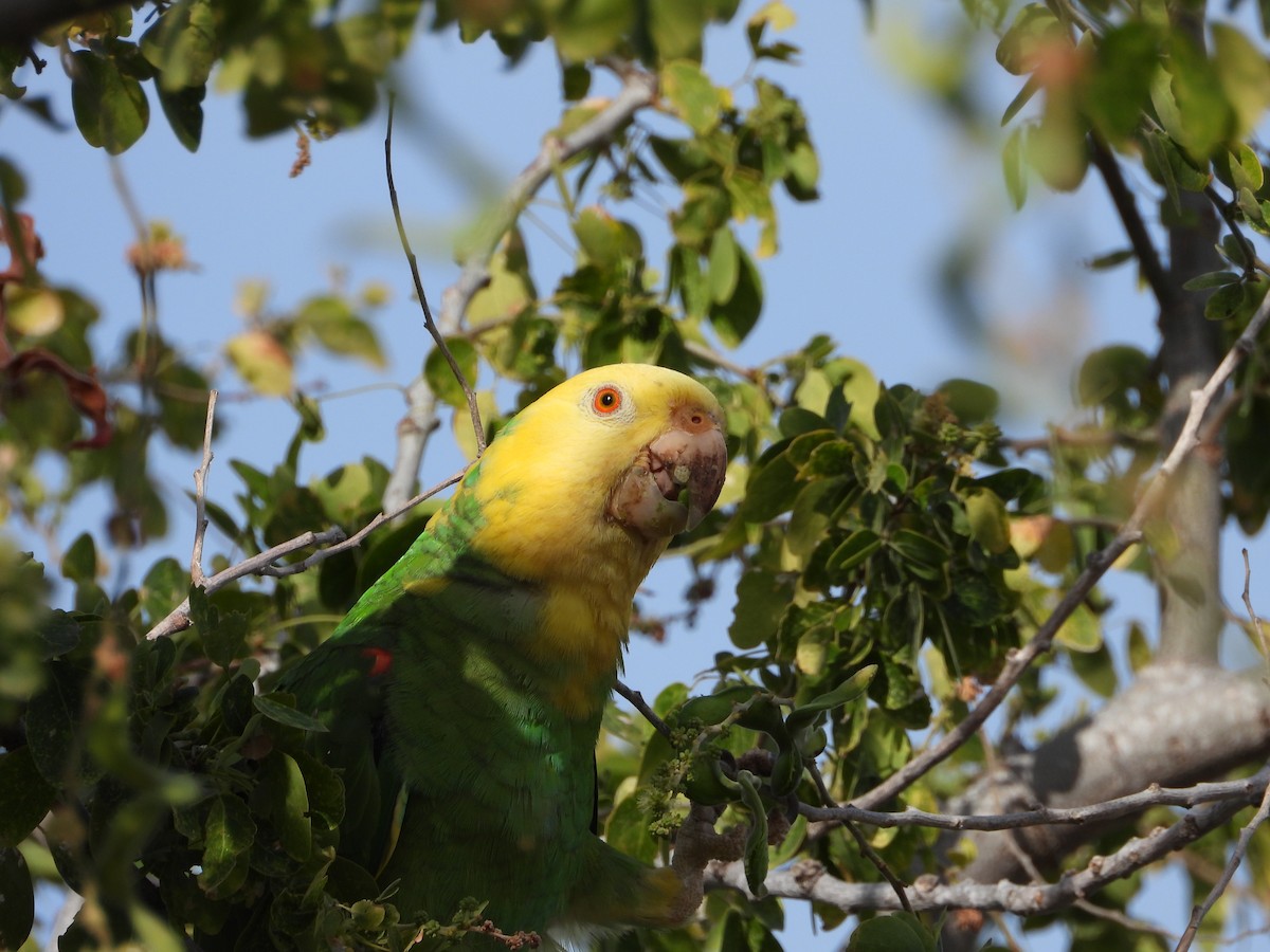 Yellow-headed Parrot (Tres Marias Is.) - ML617503837