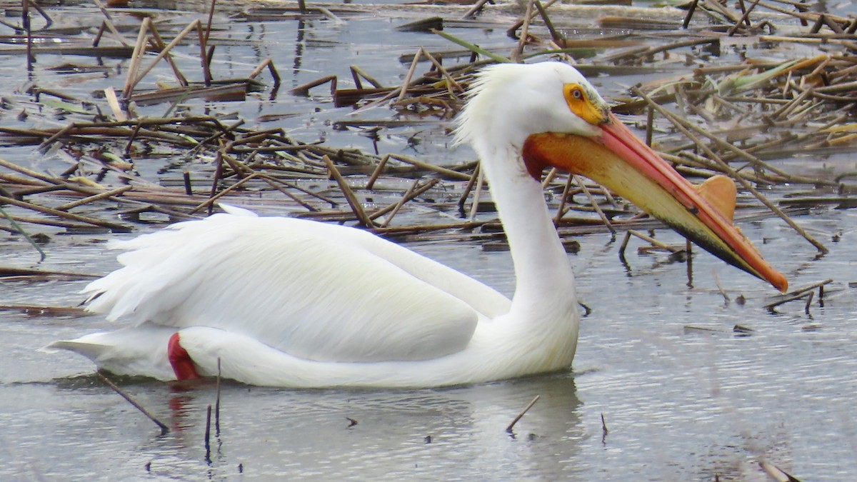 American White Pelican - Christopher Frick