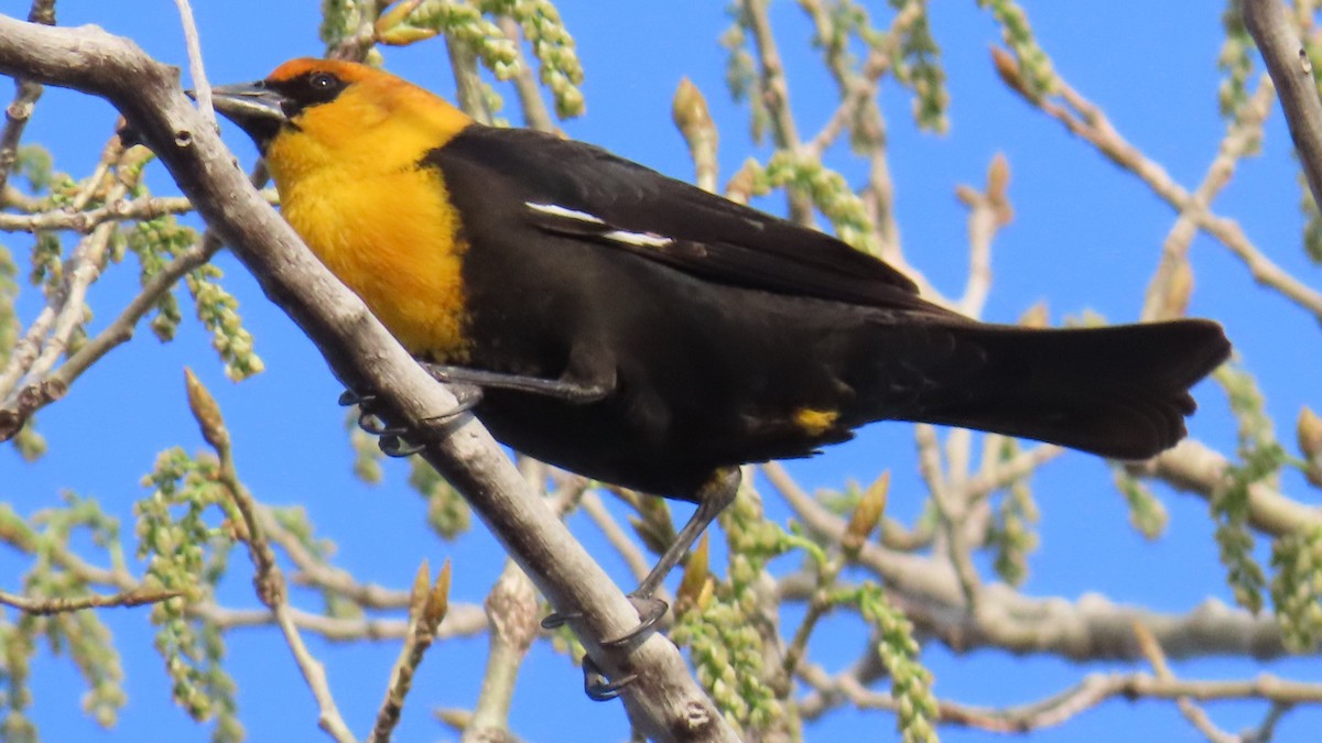 Yellow-headed Blackbird - ML617503878
