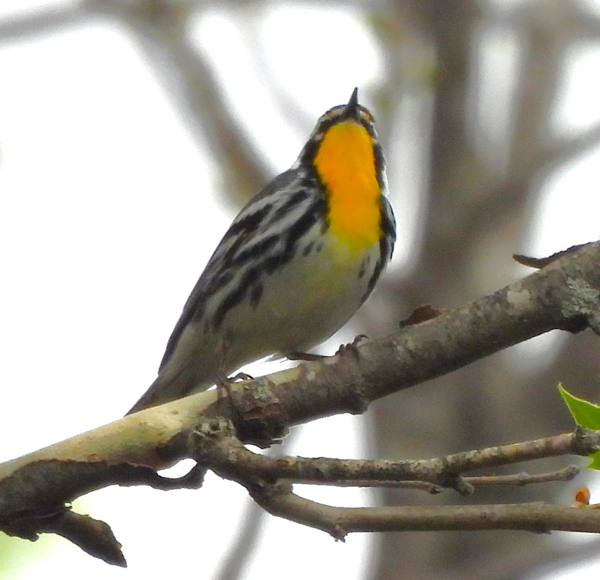 Yellow-throated Warbler - ML617503920