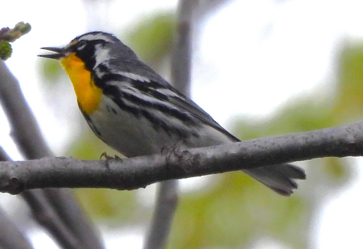 Yellow-throated Warbler - ML617503921
